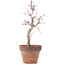 Acer palmatum, 22,5 cm, ± 12 anni