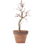 Acer palmatum, 22,5 cm, ± 12 years old