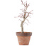 Acer palmatum, 22,5 cm, ± 12 jaar oud
