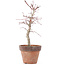 Acer palmatum, 22,5 cm, ± 12 anni