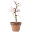 Acer palmatum, 22,5 cm, ± 12 jaar oud