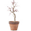 Acer palmatum, 22,5 cm, ± 12 jaar oud