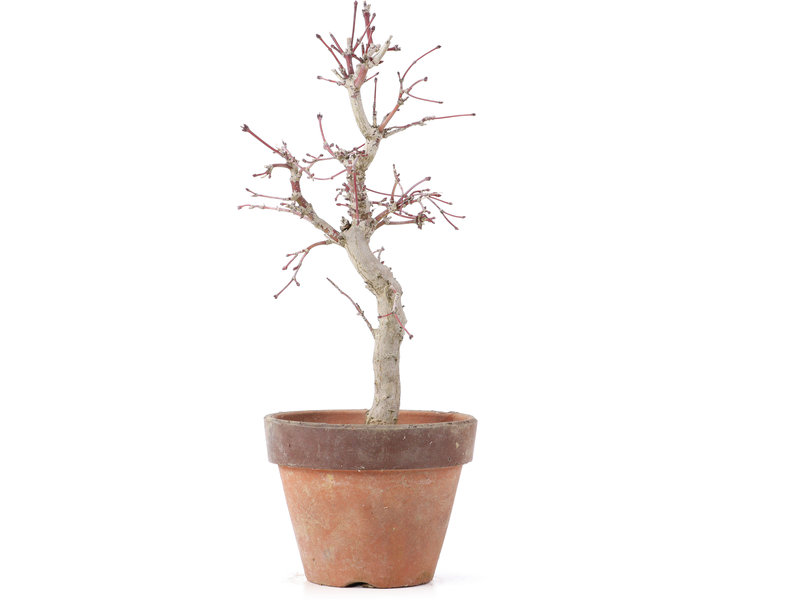 Acer palmatum, 22,5 cm, ± 12 jaar oud