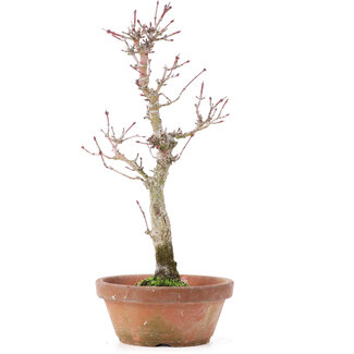 Acer palmatum, 26 cm, ± 12 anni