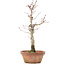 Acer palmatum, 26 cm, ± 12 jaar oud