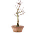 Acer palmatum, 26 cm, ± 12 jaar oud