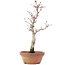 Acer palmatum, 26 cm, ± 12 years old