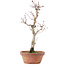 Acer palmatum, 26 cm, ± 12 Jahre alt