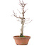 Acer palmatum, 26 cm, ± 12 Jahre alt