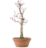 Acer palmatum, 26 cm, ± 12 jaar oud