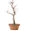 Acer palmatum, 26 cm, ± 12 Jahre alt