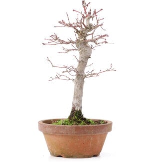 Acer palmatum, 21 cm, ± 12 years old