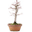 Acer palmatum, 21 cm, ± 12 anni