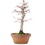 Acer palmatum, 21 cm, ± 12 years old
