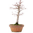 Acer palmatum, 21 cm, ± 12 Jahre alt