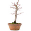 Acer palmatum, 21 cm, ± 12 jaar oud