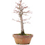 Acer palmatum, 21 cm, ± 12 anni