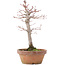 Acer palmatum, 21 cm, ± 12 anni