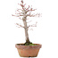 Acer palmatum, 21 cm, ± 12 years old