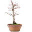 Acer palmatum, 21 cm, ± 12 anni