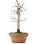 Acer palmatum, 21 cm, ± 12 anni