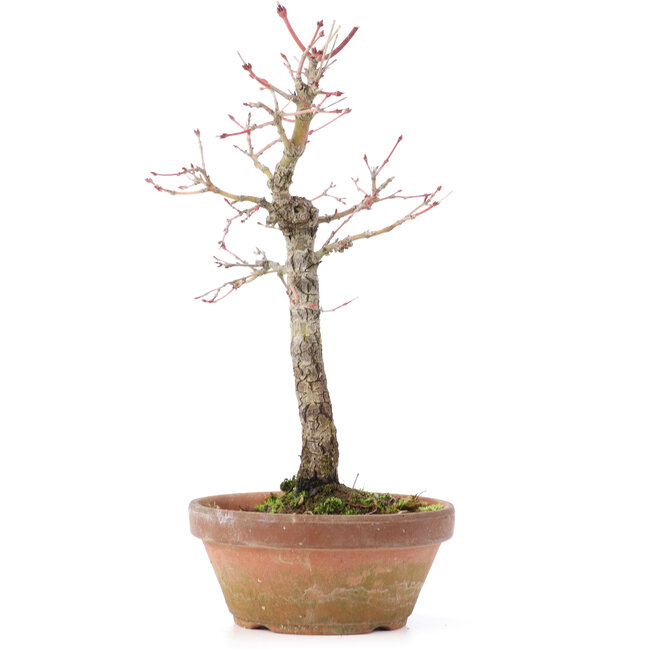 Acer palmatum, 25 cm, ± 12 years old