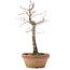 Acer palmatum, 25 cm, ± 12 anni