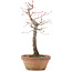 Acer palmatum, 25 cm, ± 12 anni