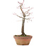 Acer palmatum, 25 cm, ± 12 jaar oud