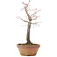 Acer palmatum, 25 cm, ± 12 years old