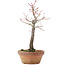 Acer palmatum, 25 cm, ± 12 jaar oud