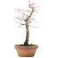 Acer palmatum, 25 cm, ± 12 anni