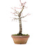 Acer palmatum, 25 cm, ± 12 jaar oud