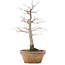 Acer palmatum, 24,5 cm, ± 12 Jahre alt