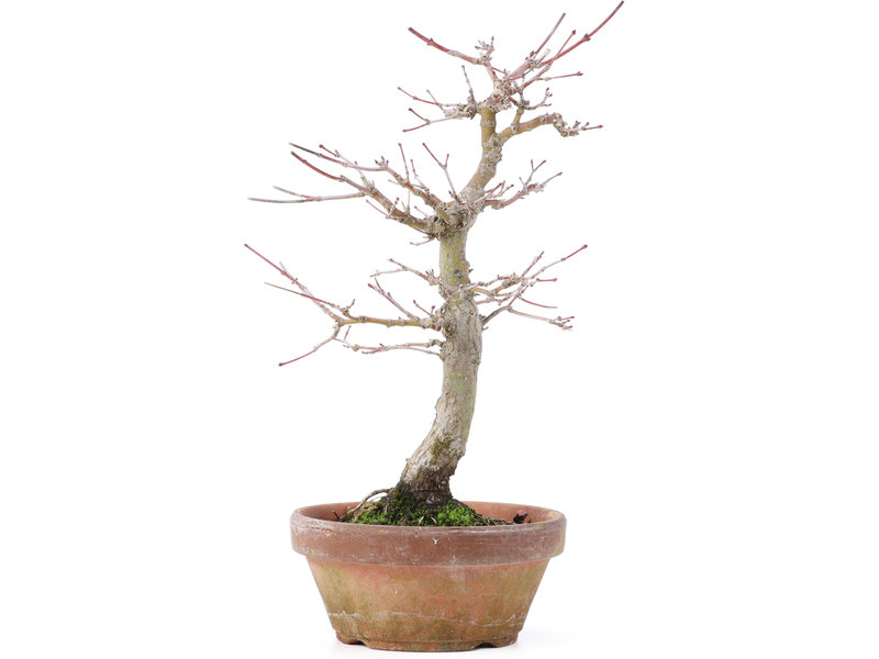 Acer palmatum, 24,5 cm, ± 12 years old