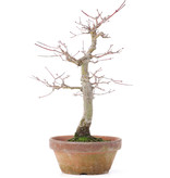 Acer palmatum, 24,5 cm, ± 12 years old
