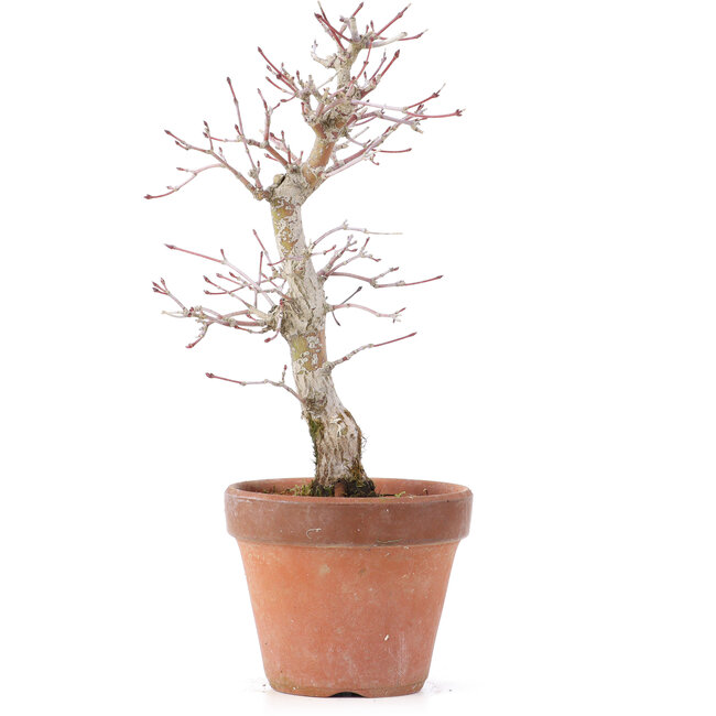 Acer palmatum, 21 cm, ± 12 jaar oud