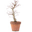 Acer palmatum, 21 cm, ± 12 jaar oud