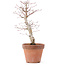 Acer palmatum, 21 cm, ± 12 jaar oud