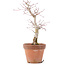 Acer palmatum, 21 cm, ± 12 years old