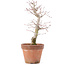 Acer palmatum, 21 cm, ± 12 jaar oud