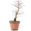 Acer palmatum, 21 cm, ± 12 jaar oud