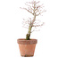 Acer palmatum, 21 cm, ± 12 years old