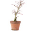 Acer palmatum, 21 cm, ± 12 jaar oud