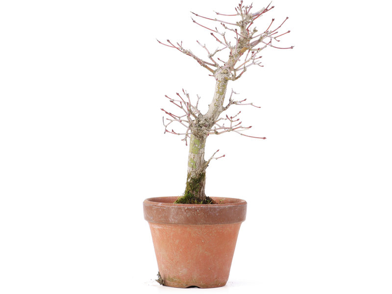 Acer palmatum, 21 cm, ± 12 jaar oud