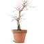 Acer palmatum, 21 cm, ± 12 years old