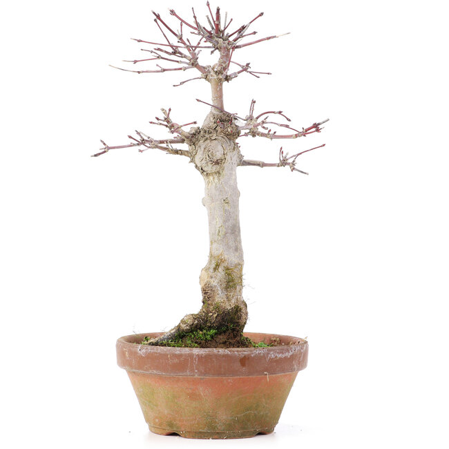 Acer palmatum, 23 cm, ± 12 jaar oud