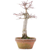 Acer palmatum, 23 cm, ± 12 jaar oud