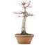 Acer palmatum, 23 cm, ± 12 jaar oud