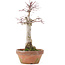 Acer palmatum, 23 cm, ± 12 jaar oud